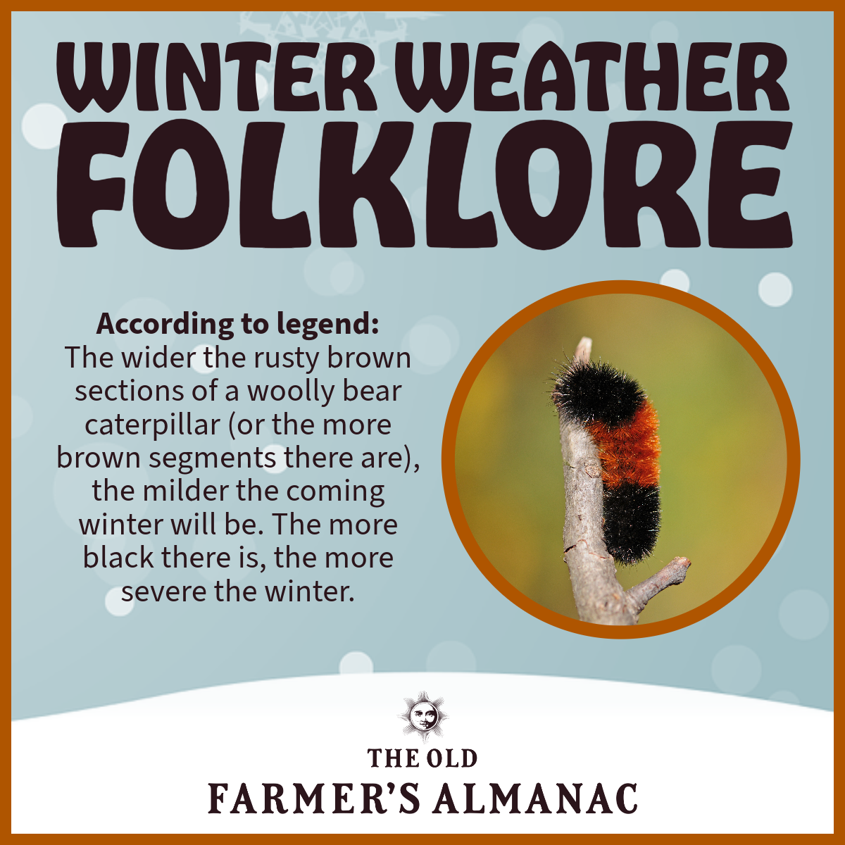 Woolly Bear Caterpillars Winter Weather Predictors Facts Folklore The Old Farmer s Almanac